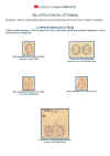 dodeca34.jpg (120932 byte)